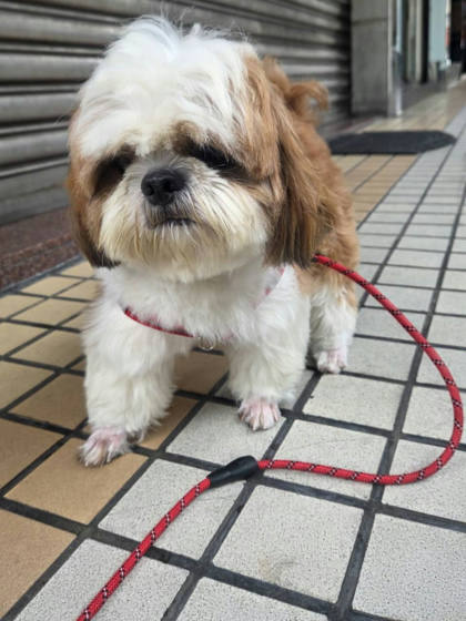 高雄市待認養狗｜西施犬｜花色｜公