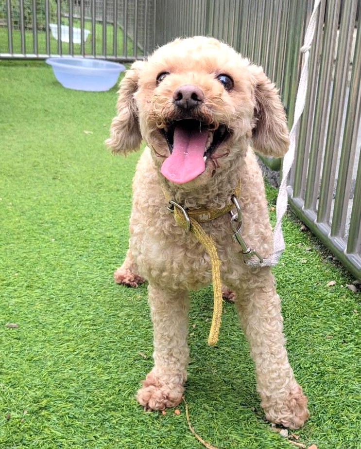 新竹縣待認養狗 貴賓犬