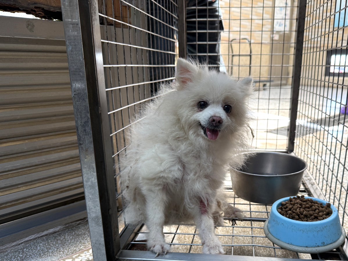 高雄市待認養狗 博美犬