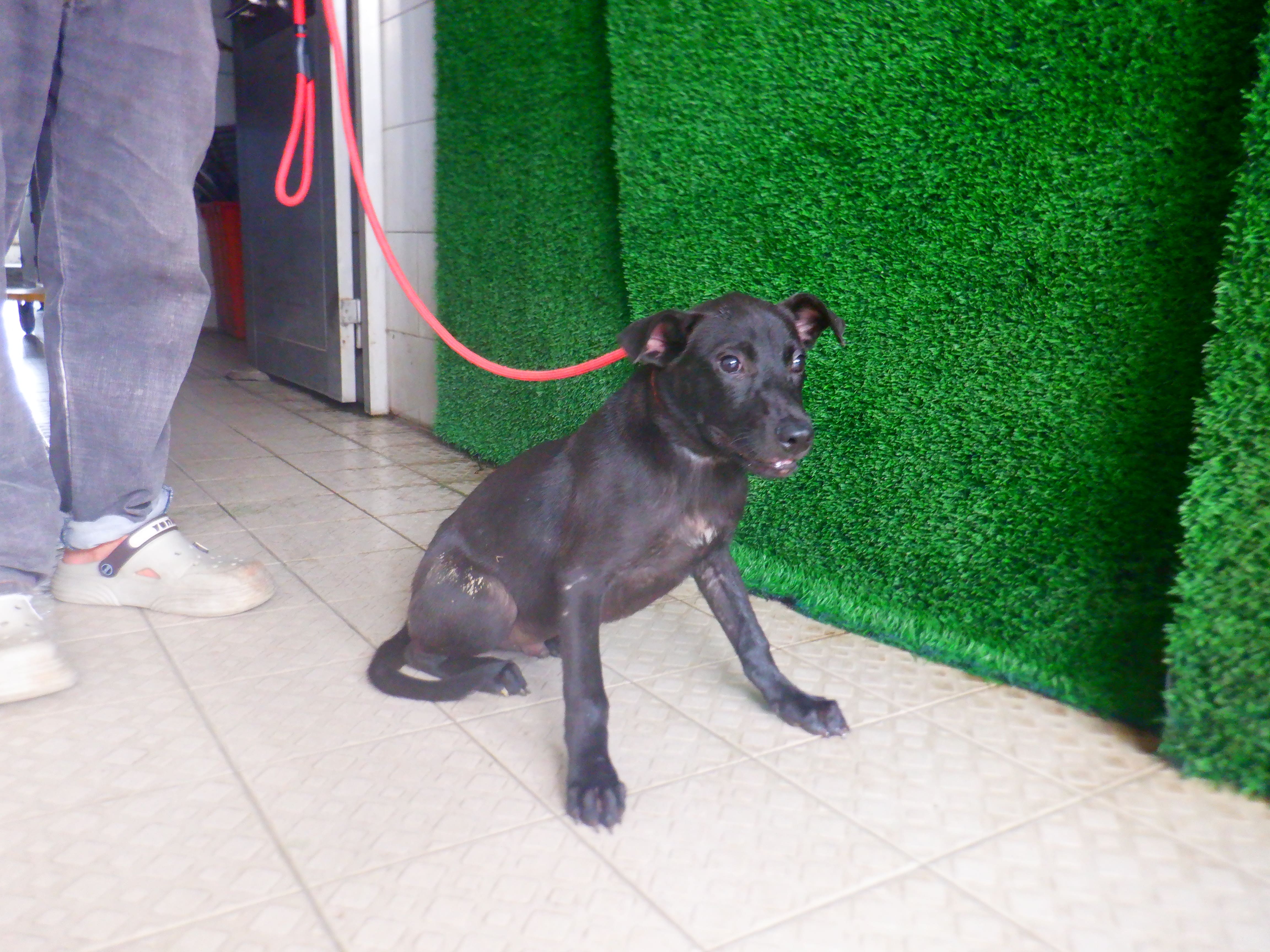 南投縣待認養狗 混種犬