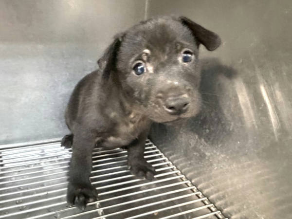 高雄市待認養狗 混種犬