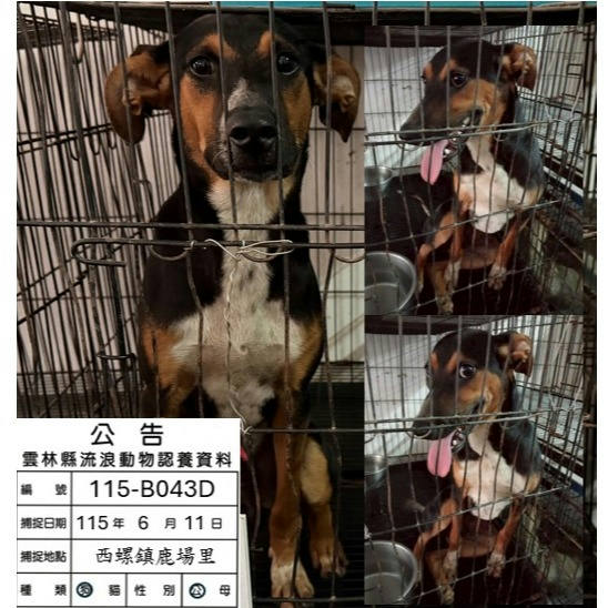 雲林縣待認養狗 混種犬