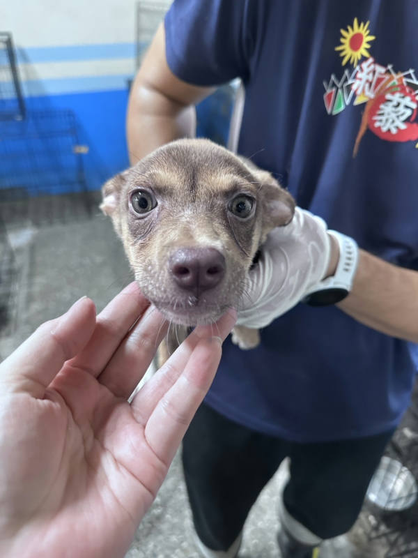 苗栗縣待認養狗 混種犬
