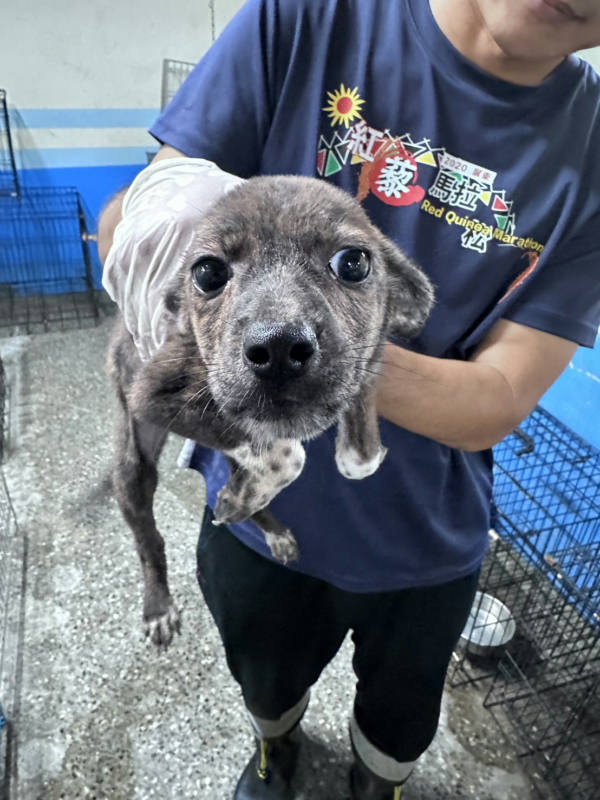 苗栗縣待認養狗 混種犬