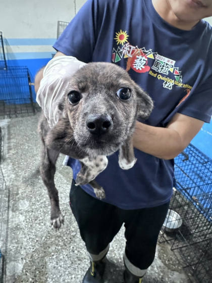 苗栗縣待認養狗｜混種犬｜虎斑色｜母
