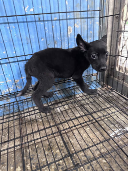苗栗縣待認養狗｜混種犬｜黑色｜公