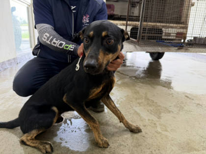 桃園市待認養狗｜混種犬｜黑色｜公