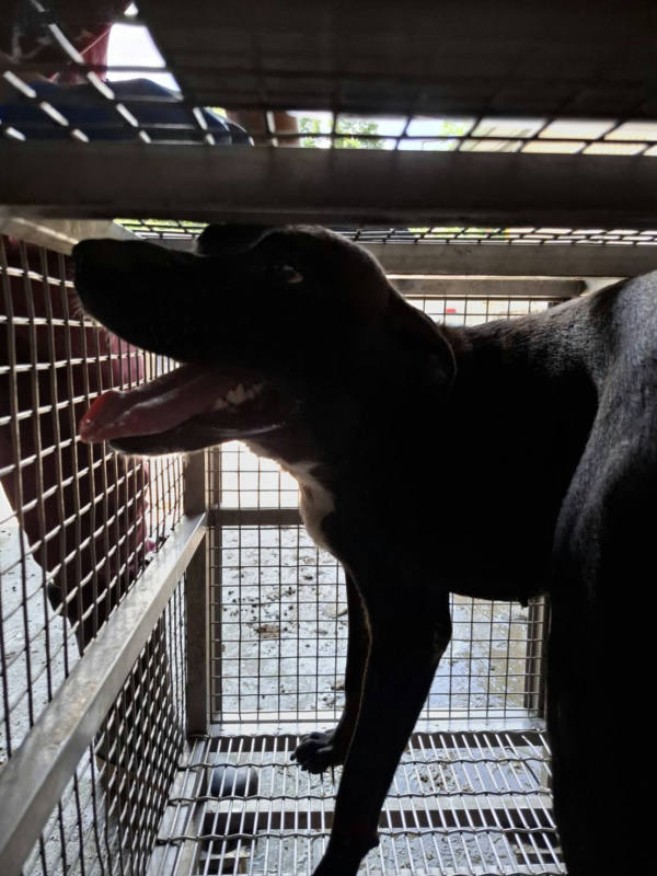 台南市待認養狗 混種犬