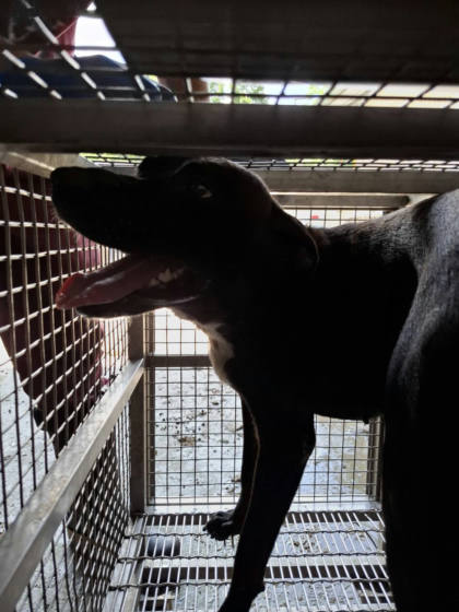 台南市待認養狗｜混種犬｜黑色｜母