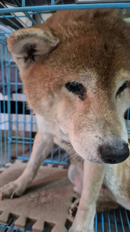 新北市待認養狗｜柴犬｜黃色｜公