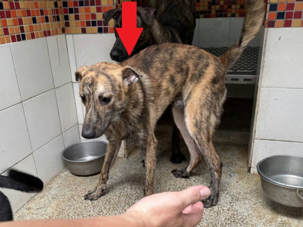 高雄市待認養狗 混種犬