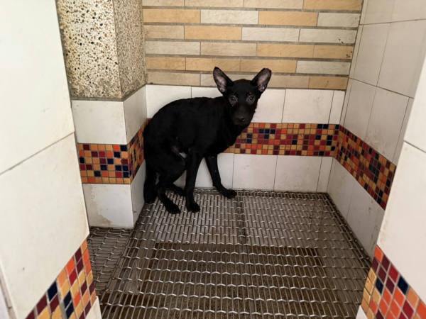 高雄市待認養狗 混種犬