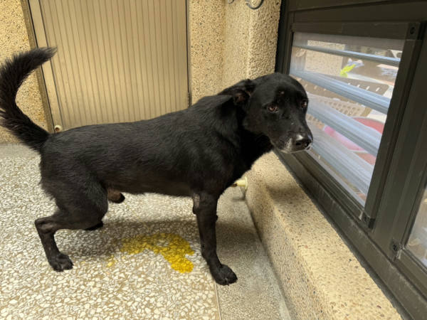 高雄市待認養狗 混種犬