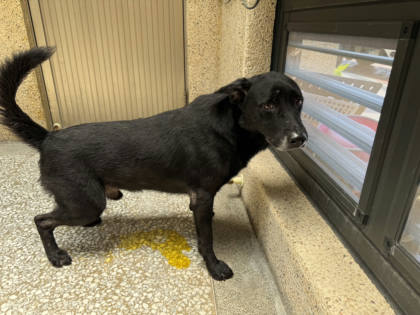 高雄市待認養狗｜混種犬｜黑色｜公