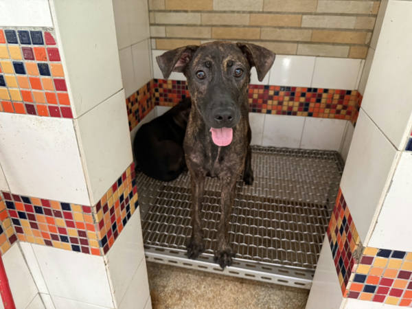 高雄市待認養狗 混種犬