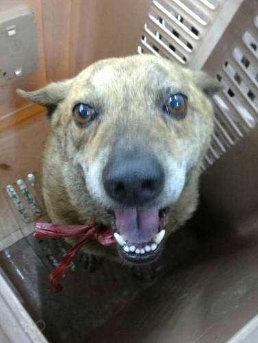 宜蘭縣待認養狗 混種犬