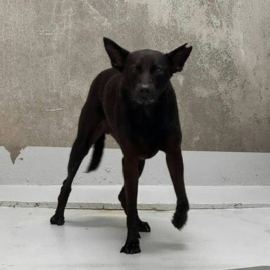 基隆市待認養狗 混種犬