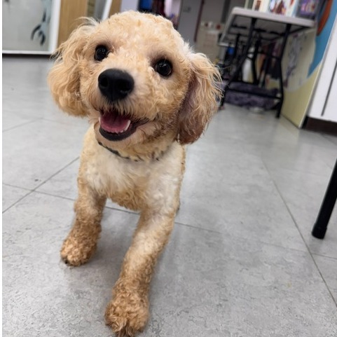 基隆市待認養狗 比熊犬