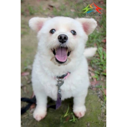 台中市待認養狗｜混種犬｜白色｜母