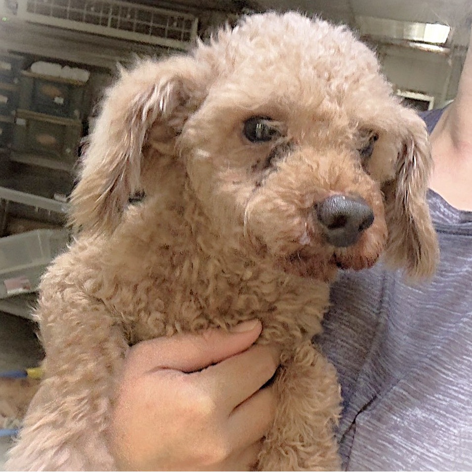 新北市待認養狗 貴賓犬