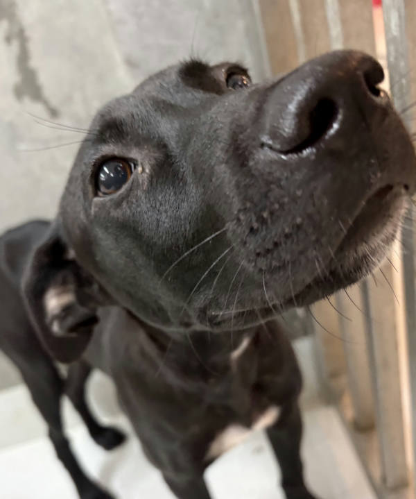 基隆市待認養狗 混種犬