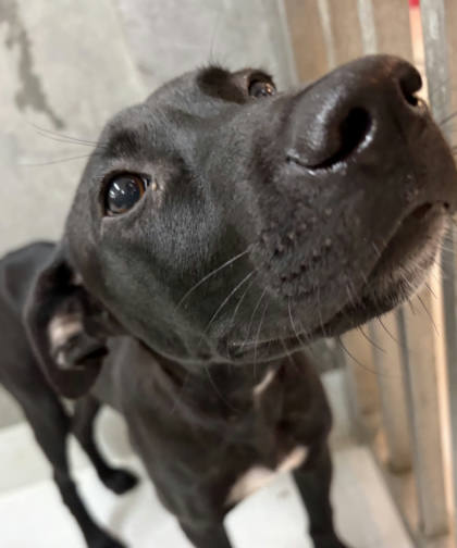 基隆市待認養狗｜混種犬｜黑色｜公