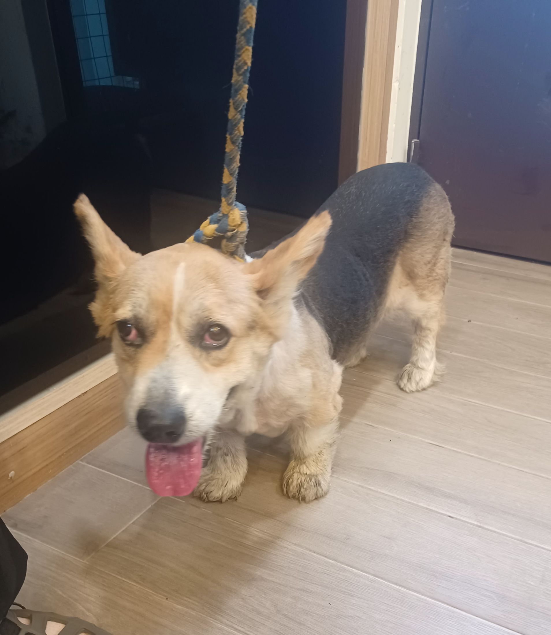 新北市待認養狗 威爾斯柯基犬