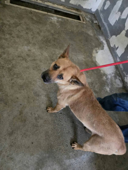 新竹市待認養狗｜混種犬｜黃色｜公