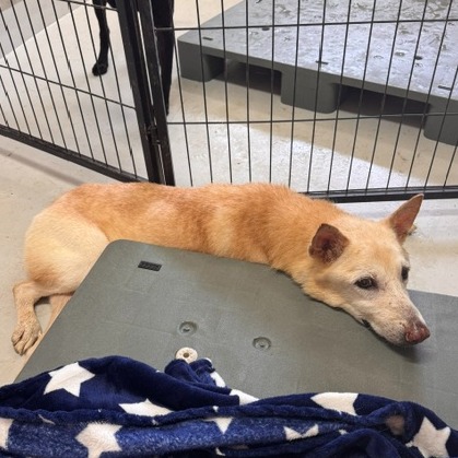 基隆市待認養狗 混種犬
