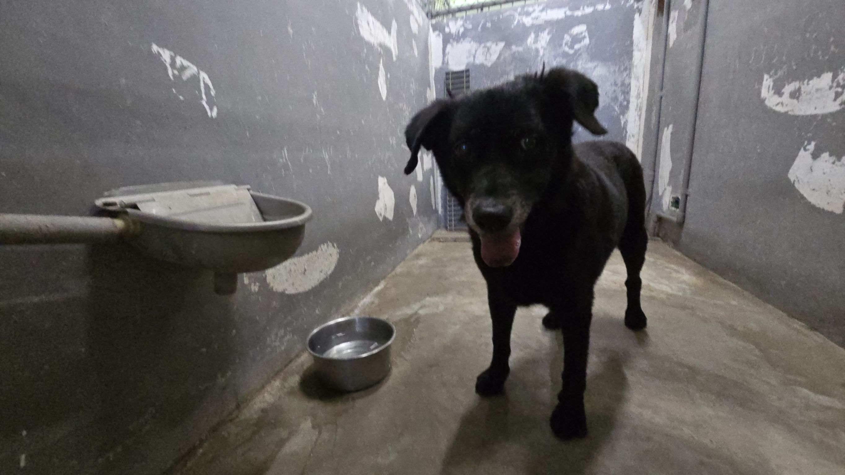 新竹市待認養狗 混種犬