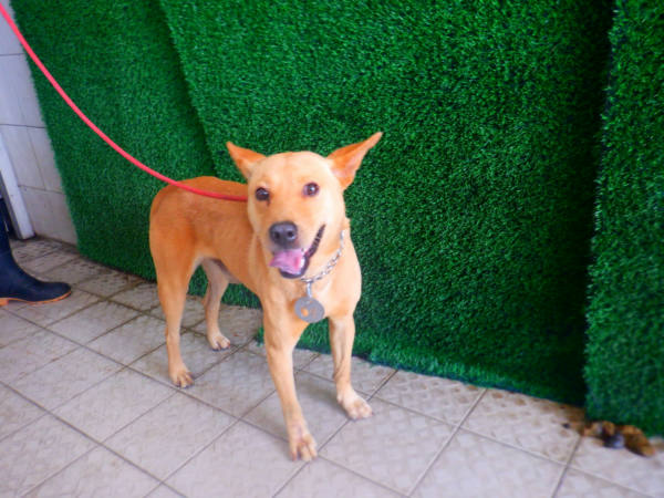 南投縣待認養狗 混種犬