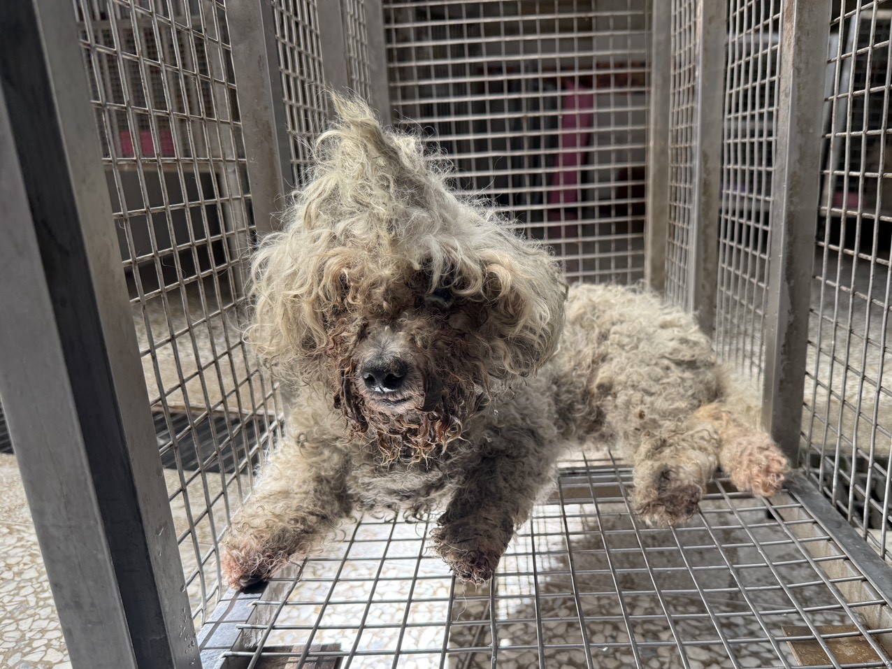 高雄市待認養狗 貴賓犬