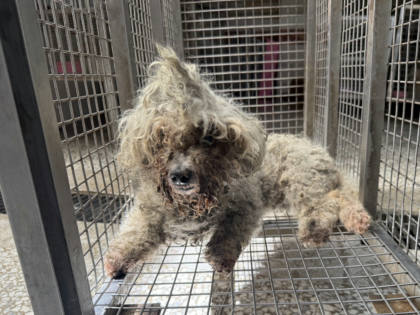 高雄市待認養狗｜貴賓犬｜白色｜公