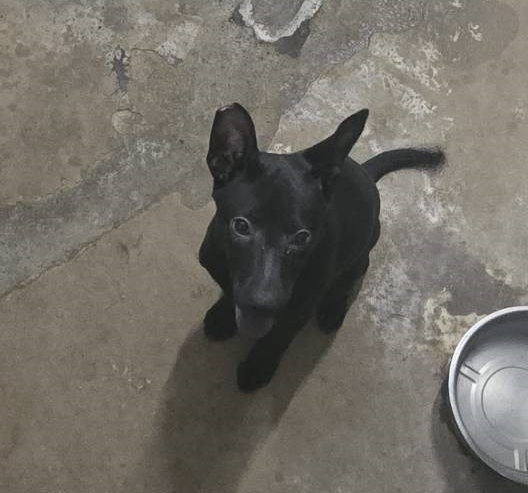 新竹市待認養狗 混種犬