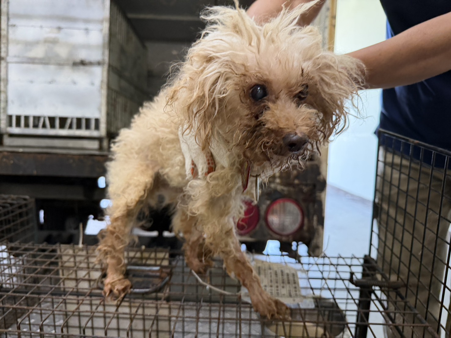 桃園市待認養狗 貴賓犬