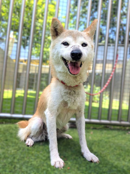 新竹縣待認養狗｜柴犬｜黃白色｜母