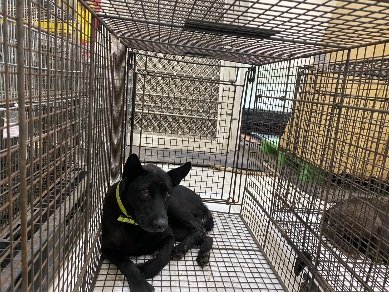 金門縣待認養狗 混種犬