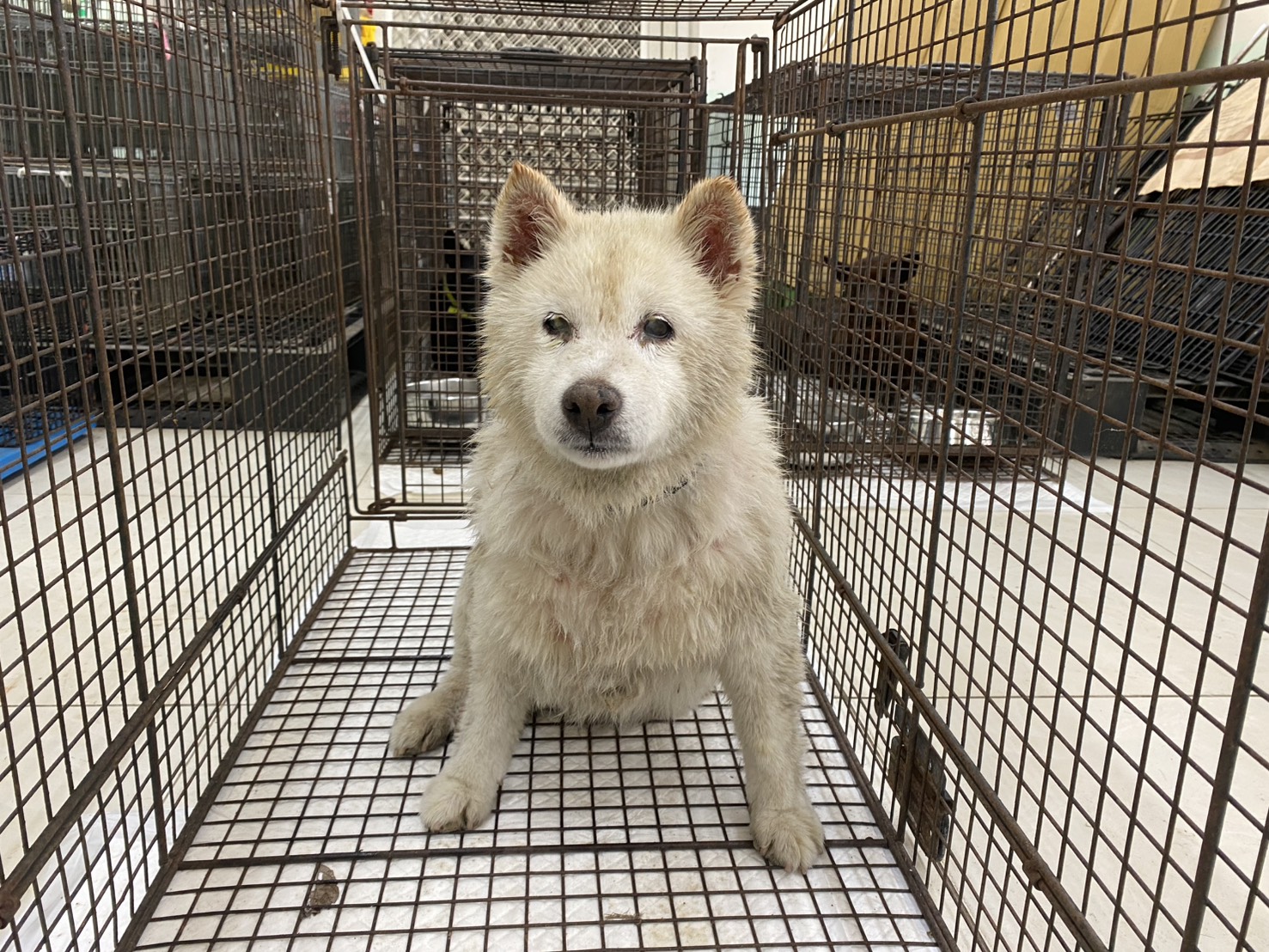 金門縣待認養狗 柴犬