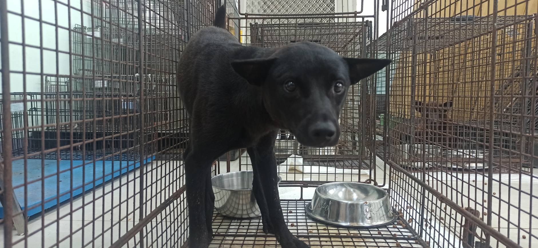 金門縣待認養狗 混種犬