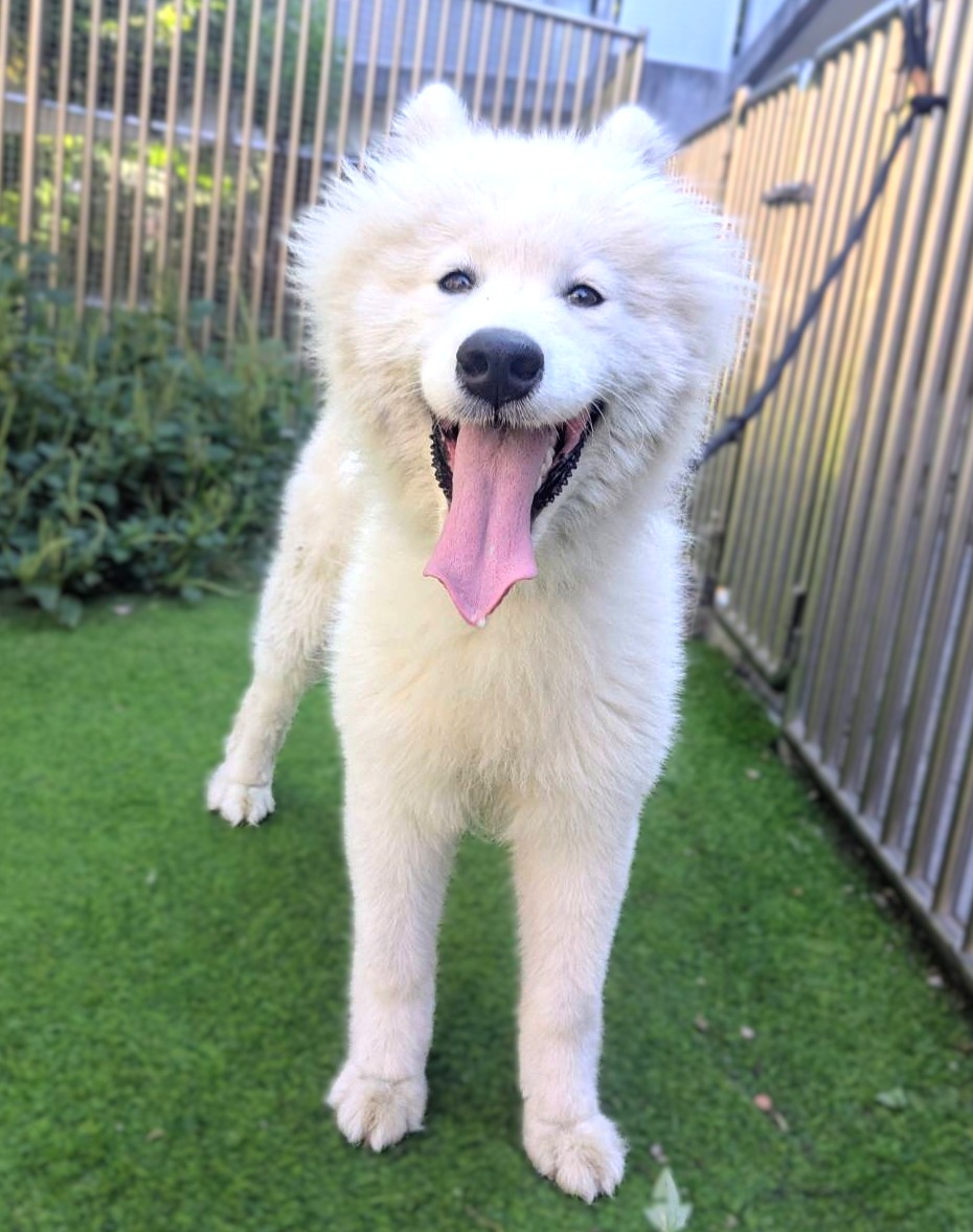 新竹縣待認養狗 薩摩耶犬