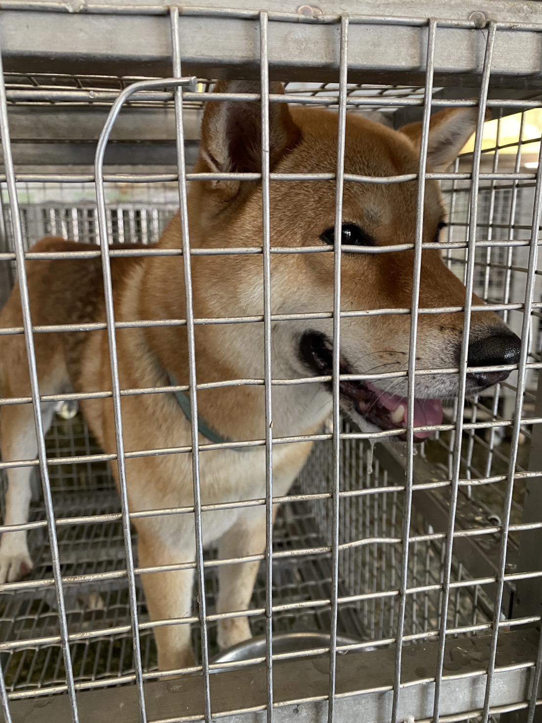 台南市待認養狗 柴犬