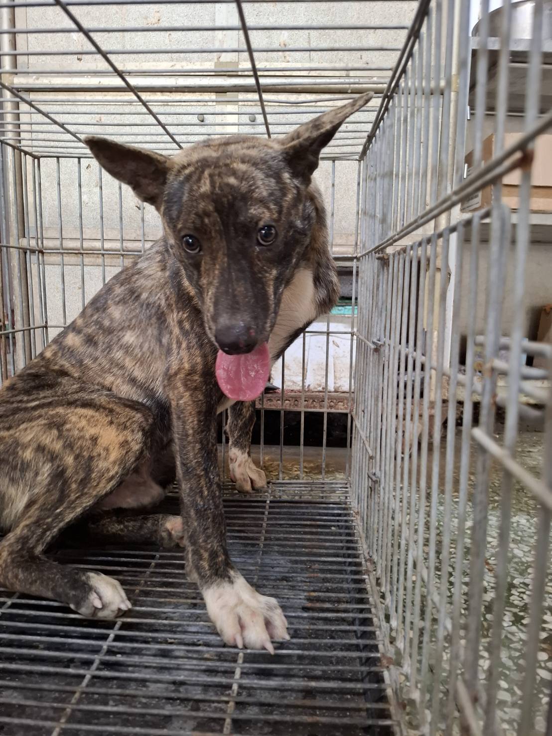 台南市待認養狗 混種犬