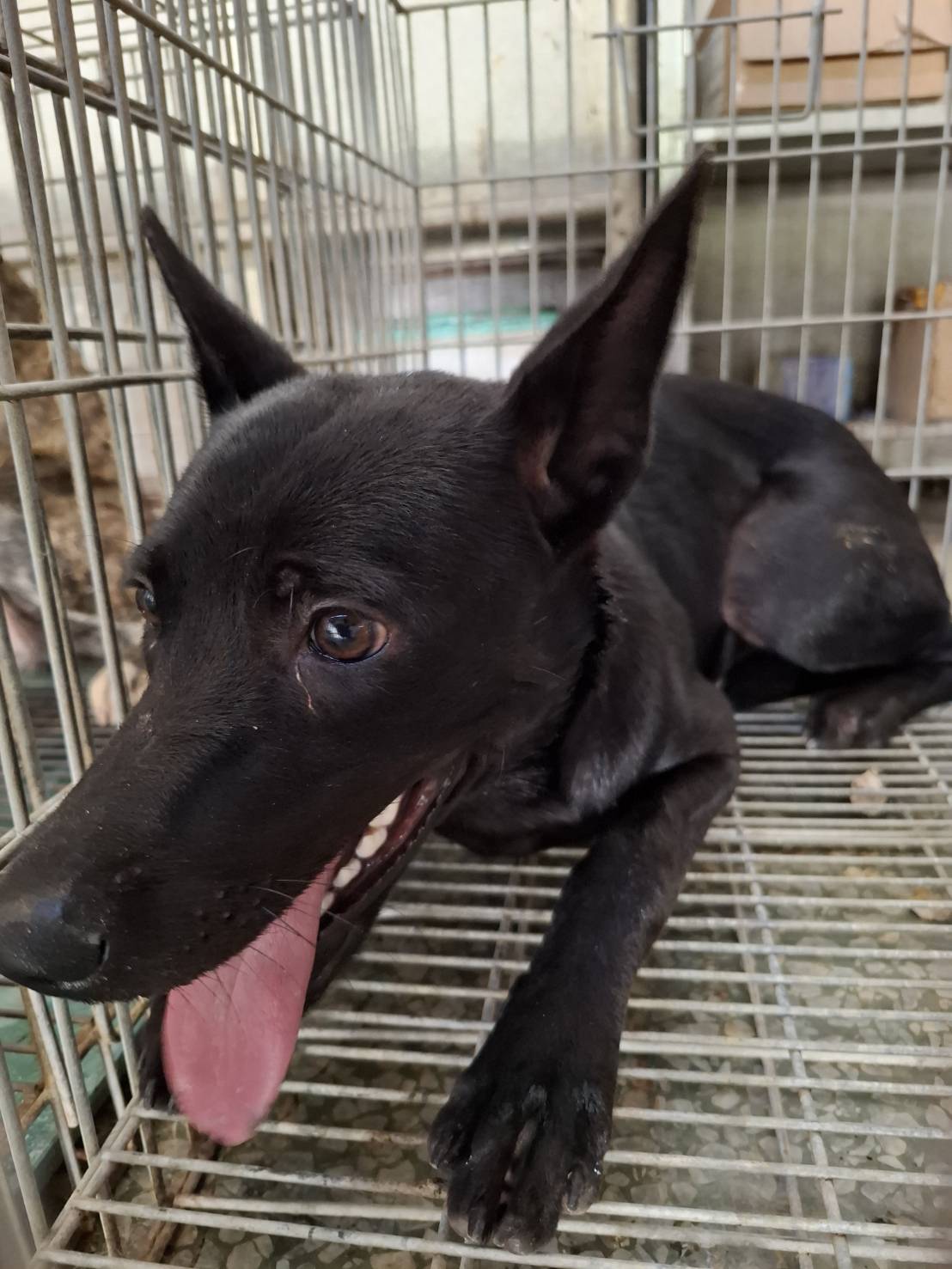 台南市待認養狗 混種犬
