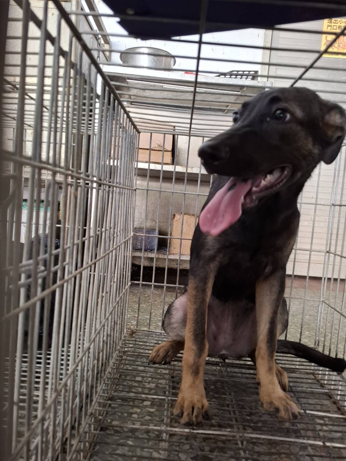 台南市待認養狗 混種犬