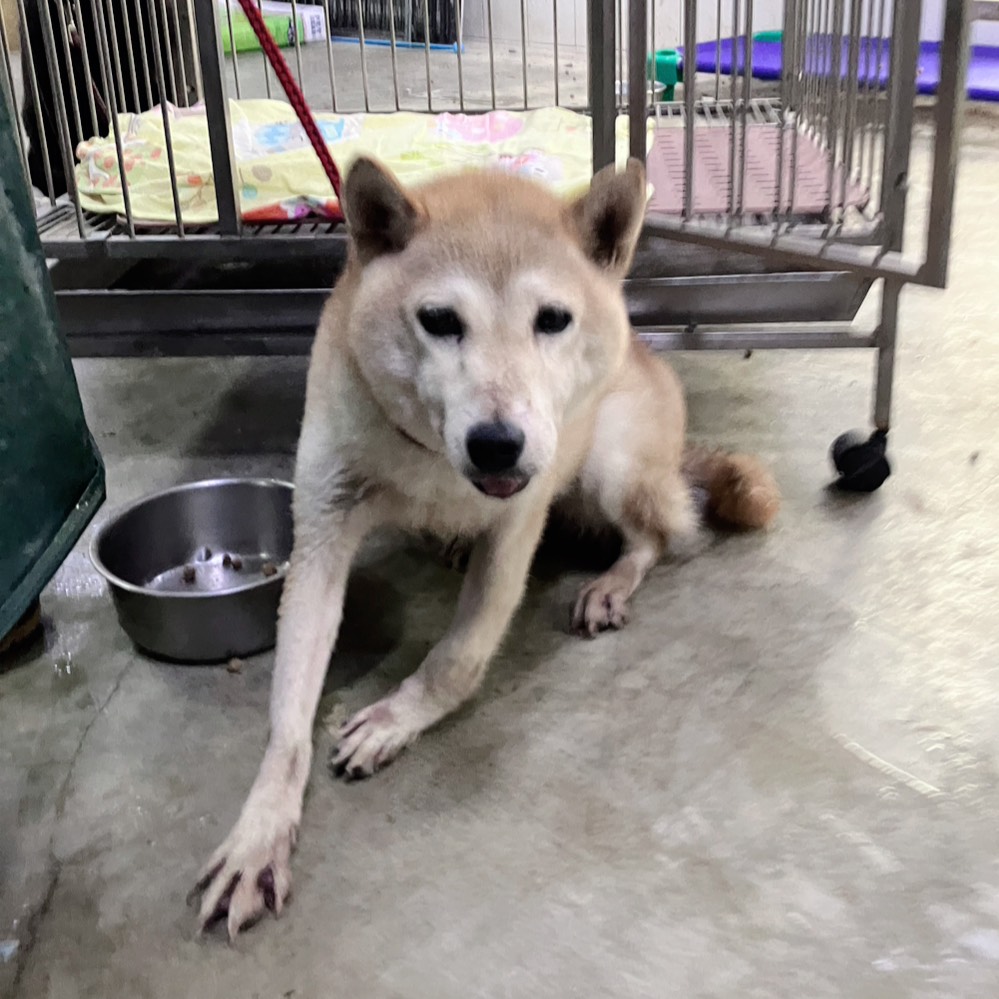 新北市待認養狗 柴犬