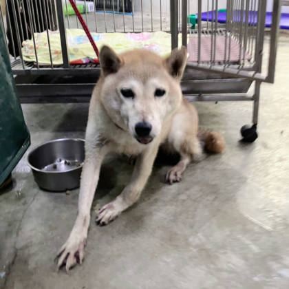新北市待認養狗｜柴犬｜黃色｜母