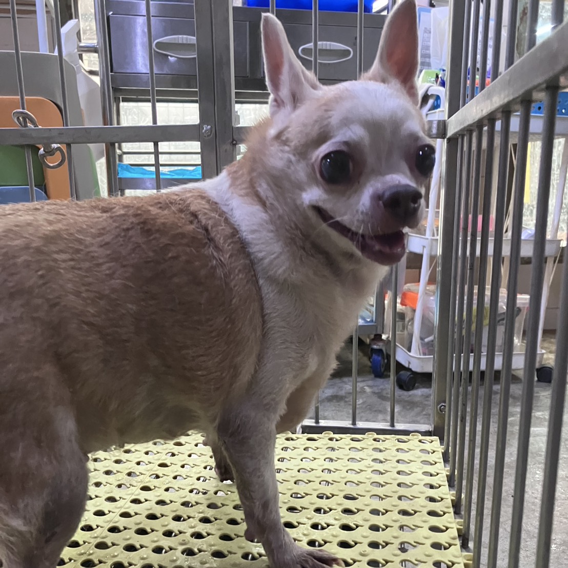 新北市待認養狗 吉娃娃犬