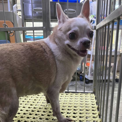 新北市待認養狗｜吉娃娃犬｜黃白色｜母