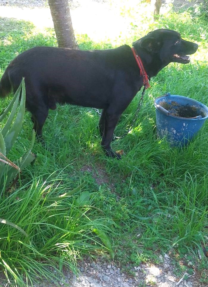 宜蘭縣待認養狗 混種犬