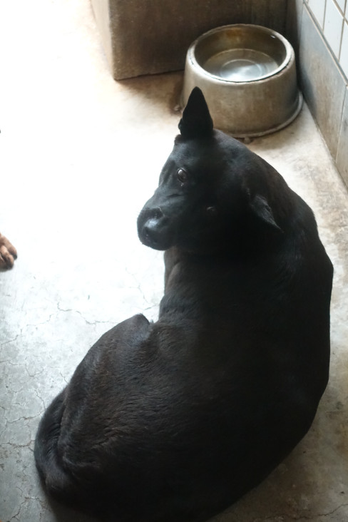宜蘭縣待認養狗 混種犬